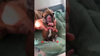 Destiny the cleft palate puppy [upl. by Winzler]