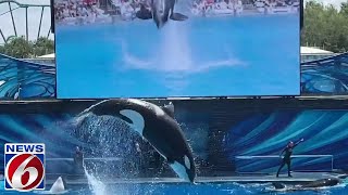 Killer whale bites SeaWorld Orlando trainer breaking several bones [upl. by Uile]