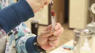 Basic Blood Collection  Veterinary Technician Training [upl. by Watson]