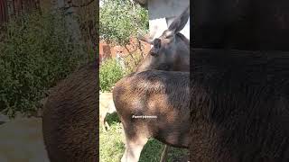 big moose amp small roe deer центрфеникс wildanimals [upl. by Ynnahc383]