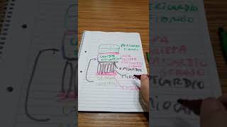 repaso esquema de paredes cardiacas epicardio miocardio y endocardio [upl. by Ahselef]