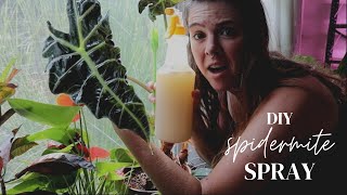 DIY Spider Mite Spray For Houseplants  Also effective for aphids Indoor  Outdoor [upl. by Nylavad]