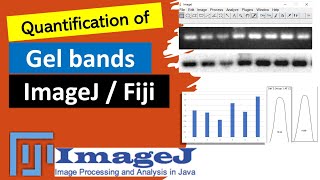 Quantify bands with ImageJ  Western blot analysis on SDSPAGE Quantify band intensity with ImageJ [upl. by Keraj950]