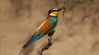 Merops apiaster European beeeaterbee eater bird [upl. by Pish353]