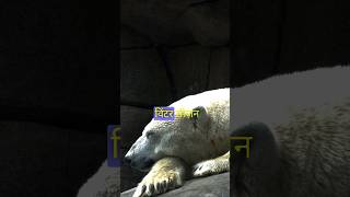 hibernation and estivation youtubeshorts facts animals [upl. by Marian]