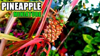 How to grow and care of miniature Pineapple  Care of Ananas  How to grow dwarf pineapple indoor [upl. by Atiuqcaj461]