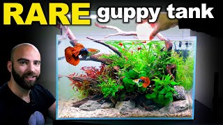 RARE Rosetail Guppy Aquarium LOW TECH HIGH IMPACT Aquascape Tutorial [upl. by Annaihs65]