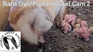 LIVE Barn OwlPigeon Israel Cam 2 תנשמת  The Charter Group of Wildlife Ecology [upl. by Haliak]