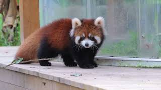 WOW adorable red panda🍼🍼🍼 amsr foryou ailurusfulgens redpanda fpy zoo cute [upl. by Chance58]