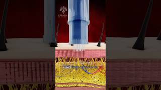 How Can the Derma Pen Transform Your Skin😲 shorts microneedling viralvideo  creativelearning3d [upl. by Saravat931]