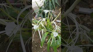 White spider Lily Flowers in monsoon [upl. by Edith]