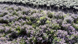 Agastache Blue Fortune  the pollinator magnet 1080p [upl. by Schilling24]