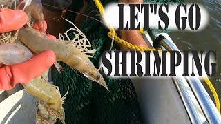 Small boat SHRIMP TRAWLING LOOK at our catch [upl. by Iroc77]