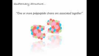 Levels of Polypeptide Protein Structure [upl. by Margaretta]