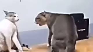 Gatos bailando la Macarena [upl. by Brace]