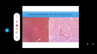 Histology Slides Series Episode 12  Accessory Organs of Digestion Liver Pancreas Gallbladder [upl. by Assilym]