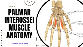 Palmar Interossei Muscle Anatomy  Anatomy Lecture Series [upl. by Leor]