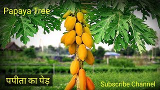 Papaya tree kaise lagayeshorts [upl. by Adiarf]