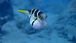 シマキンチャクフグ 妊魚に萌え〜 オスとメスの見分け方 Black asddled toby in amed bali [upl. by Vanna]