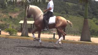 Malboa Cavalo Lusitano Palomino Hipica Rancho Novo [upl. by Niroht]