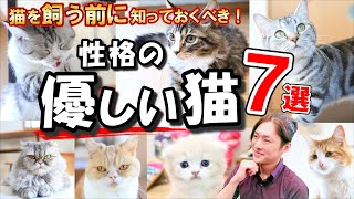 【猫ブリーダーおすすめ！飼いやすい猫種 7選！】性格が優しい猫を現役猫ブリーダーが解説します！ [upl. by Tyrone]