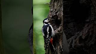 Woodpecker bird 🐦 facts in hindi  woodpecker birds facts shorts youtubeshorts wildlife [upl. by Leirza485]