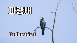 파랑새 Dollarbird  울음소리 [upl. by Yanahc]