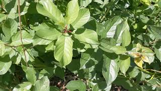 Identifying invasive buckthorns [upl. by Ayirp455]