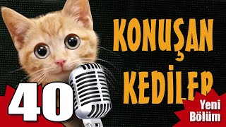 Konuşan Kediler 40  En Komik Kedi Videoları [upl. by Sadick]