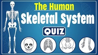 Human Bones Size Comparison  3D [upl. by Sandry]