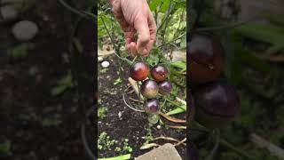 Picking purple cherry tomato in my garden  October 2024 [upl. by Inman]