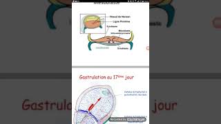 EMBRYOLOGIE Troisième semaine du développement embryonnaire [upl. by Ahtela]