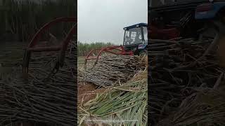 Use A Tractor Equipped With A Clamping Device To Collect And Load Sugarcane Easily [upl. by Admana]