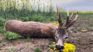 Medal Class Roebuck Hunting  Jagd für grosse abnorme Böcke [upl. by Idhem842]