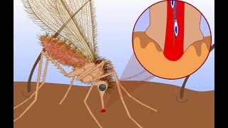 Leishmaniasis life cycle [upl. by Drice686]