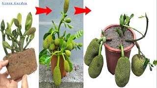 2 METHODS of propagating jackfruit trees grown in pots with outstanding growth thanks to the use of [upl. by Niuq]