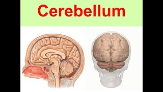 Cerebellum Yüksel Aydar [upl. by Ronoc651]