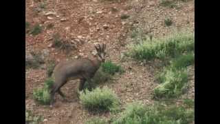 Le chamois Rupicapra rupicapra [upl. by Ellyn]