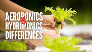 Aeroponics Vs Hydroponics Whats The Difference [upl. by Arevle]