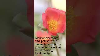 Melipona bees are vital pollinators in tropical ecosystems [upl. by Rosenquist103]