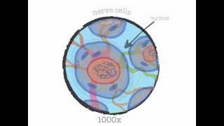 Genetics 101 Part 1 of 5 What are genes [upl. by Abita]