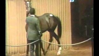 Sunday Silence  1987 Keeneland Sales [upl. by Pellet]