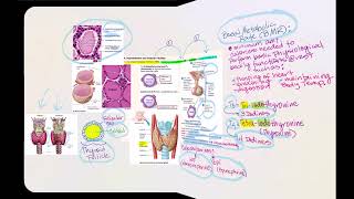 Lecture Video 9 Endocrine System [upl. by Nodnarb582]