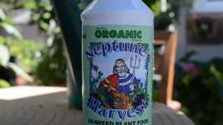 Neptunes Harvest organic seaweed liquid plant food review [upl. by Esmerelda482]