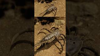 Hallipterus A Prehistoric Sea Scorpion eurypterids science [upl. by Guod]