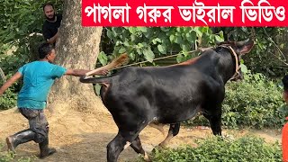 Pagla Goru 2024 কত জোরে লাথি মেরে উড়িয়ে দিলো মামাকে Pagla Gorur Paglami Dekhun গরুর পাগলামি ২০২৪ [upl. by Ahsaela]