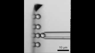 Singlemolecule adhesion measurements against beads arrayed on an AFM cantilever [upl. by Charissa]