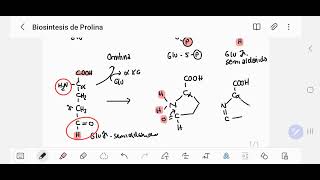 Biosintesis de la Prolina [upl. by Inig845]