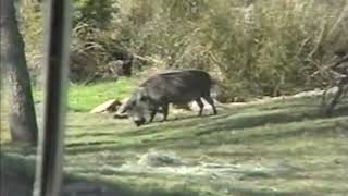 Kilimanjaro Safaris 2003 04 14 Wild boar [upl. by Nikolaos]