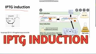 IPTG INDUCTION ll CSIRNET Life science ll xgene amp proteinx [upl. by Koeninger]